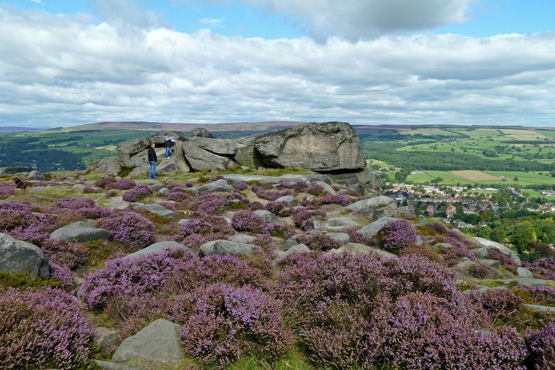 Heather in bloom on Ilkley Moor, with the Cow and Calf rocks and Wharfedale beyond
